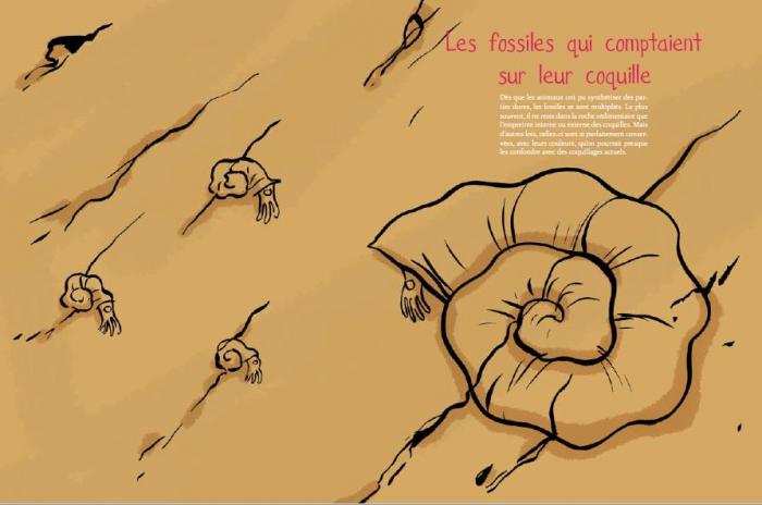 Fossiles coquilles