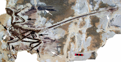 Microraptor gui holotype david w e hone helmut tischlinger xing xu fucheng zhang cc by 2 5