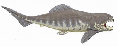 Dunkleosteus interm1db dmitry bogdanov cc by 3 0