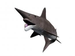 Helicoprion nt small