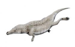 Maiacetus nt