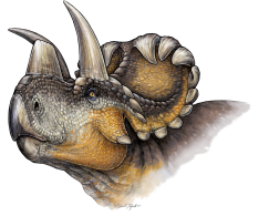 Wendiceratops restoration danielle dufault plosone cc by 4 0